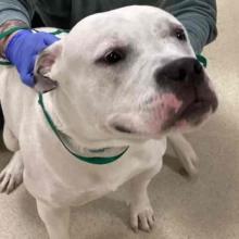 Close up of white pit bull with black nose sitting on floor
