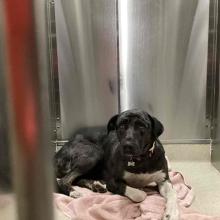  YOUNG FEMALE CATAHOULA MIX DOG