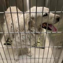Adult MN White Lab Mix