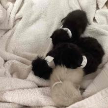 Three tiny black kittens and one tiny gray kitten, all with short hair and looking about twelve years old, sit cuddled together on a white blanket.