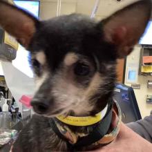 Small black and gray dog with pointed ears in a clinic setting.