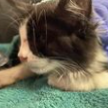 Close up on the face of a young black amd white domestic shorthair cat that is laying on a green towel