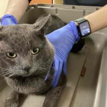 Male, Grey Domestic Shorthair Cat