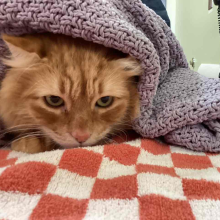 orange cat, stray cat, lost cat, male cat, domestic longhair