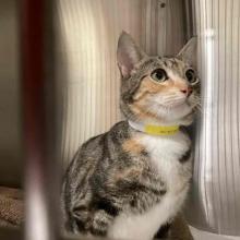 Mother tortoise shell shorthair cat 1 year old