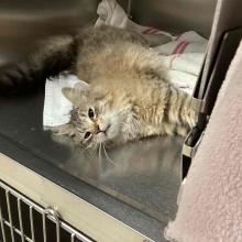 Small brown and tan tabby cat laying on their side with a darker tail and white around the mouth