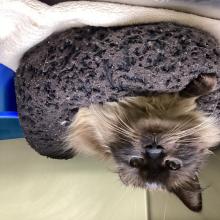 Seal point - Himalayan/Domestic Longhair