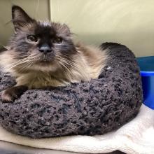 Seal point-Himalayan/Domestic Longhair