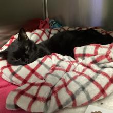 senior male neutered, black feline