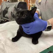1yo black cat intact male 