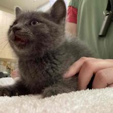 Male all grey kitten