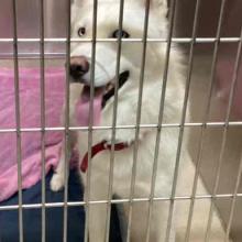 A white husky mix with blue eyes