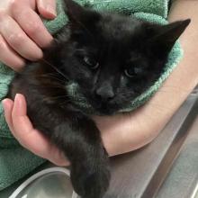 1yr old Female black cat
