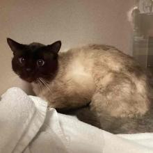 Fluffy, short-haired, male siamese cat with dark beige body and black head.