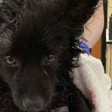 Black dog with yellow eyes approximately 1 year old