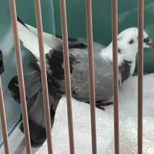 Adult Pidgeon, Grey and White with Black spotting