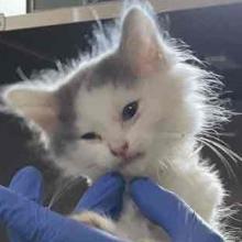 6 week old domestic longhair kitten white and grey
