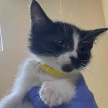 6 week Male Intact Domestic Longhair Black and White