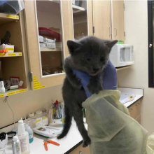 Grey shorthair kitten