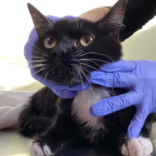 Adult Tuxedo domestic shorthair cat