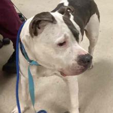 Adult Intact Female White and Grey Staffordshire Terrier