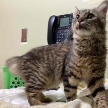 10 month old Intact Female Tabby Domestic Shorthair