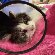 B&W domestic longhair female cat 14 years old