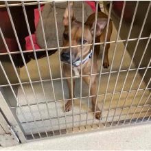 Tan Female Terrier Mix
