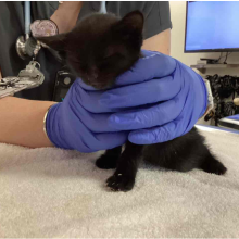 Black kitten