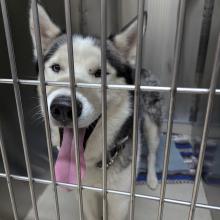 found dog, lost dog, grey and white, Siberian husky, male dog