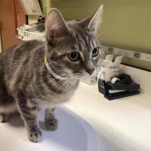 young gray and white striped tabby cat, short hair, green eyes