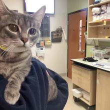 Domestic shorthair white/gray tabby cat. Green eyes and pink nose. 