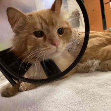 lost cat, found cat, orange cat, male cat