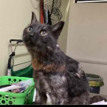 Tortoise shell feline crouching on a blanket with a green bin behind it 