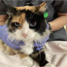 Calico cat