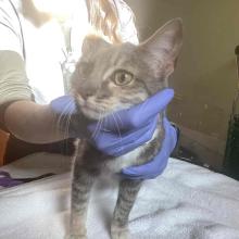 A young cat grey calico coloring with perked up ears