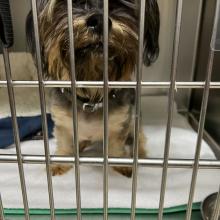 Small Yorkie Mix with brown tan face. Beige, grey, brown body. Wearing a collar with silver buckle a 