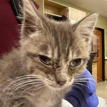 1 month old, Intact Male, Gray Tabby, Domestic Shorthair