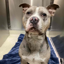 lost dog, found dog, blue merle, pitbull, male