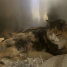 A calico cat rests on a blanket