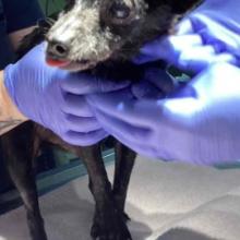 Small black chihuahua with graying muzzle standing on white towel being haled by two blue gloved hands