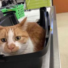 orange tabby female found cat