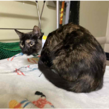 Tortie Cat