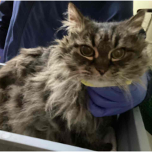 Tabby Longhair Cat
