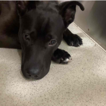 Black pit bull mix