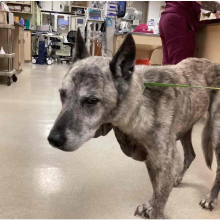 Grey Shepherd Mix