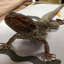 Adult Male Green and Brown Bearded Dragon 