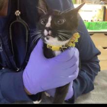 Black and White Small kitten being held by a technician with a dark navy jacket. Ketten is wearing a yellow collar  that has yellow flowers on the left side of the collar. 