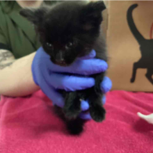 Black kitten