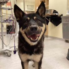 Shepherd mix dog